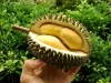 durian.jpg
